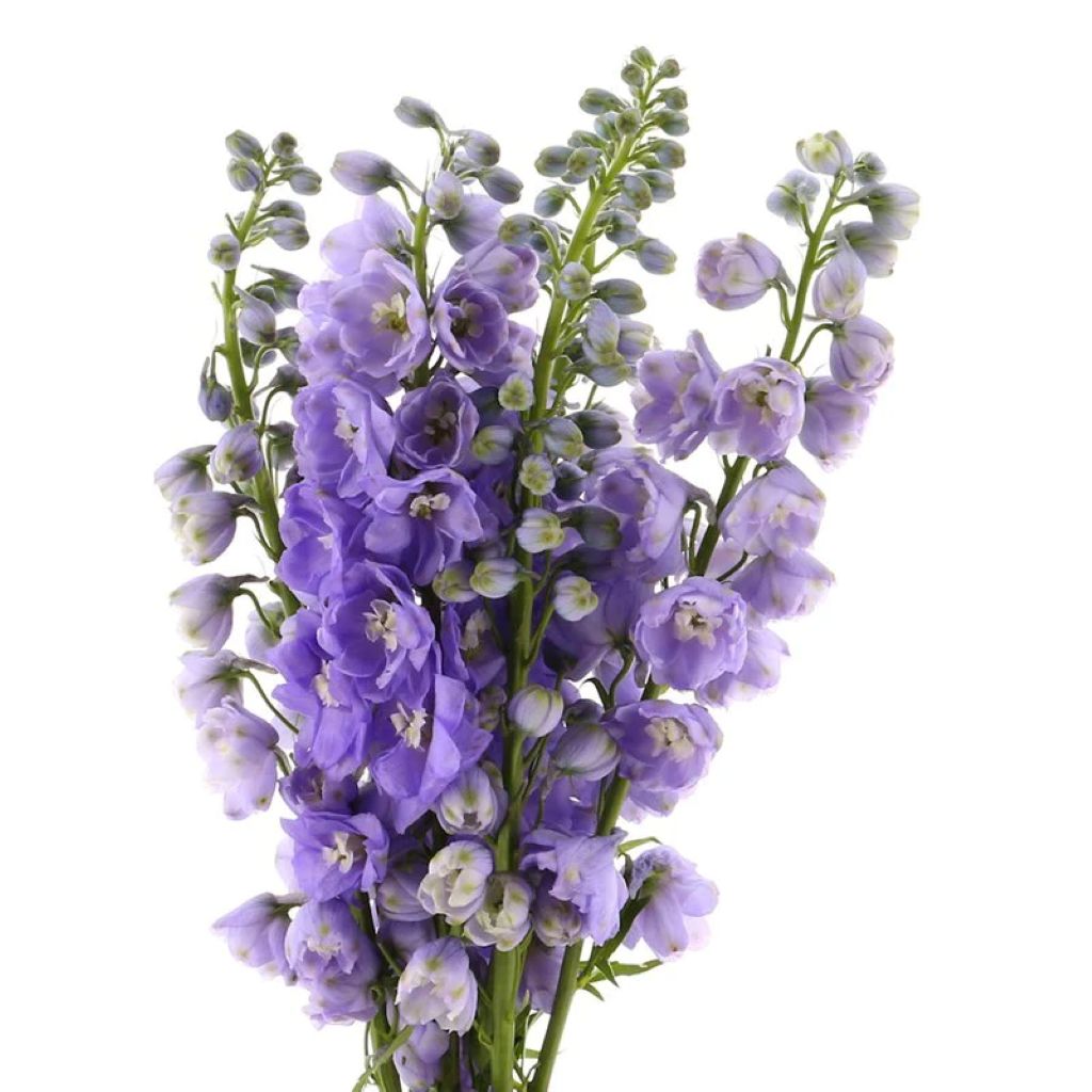 Delphinium ( More Colors)