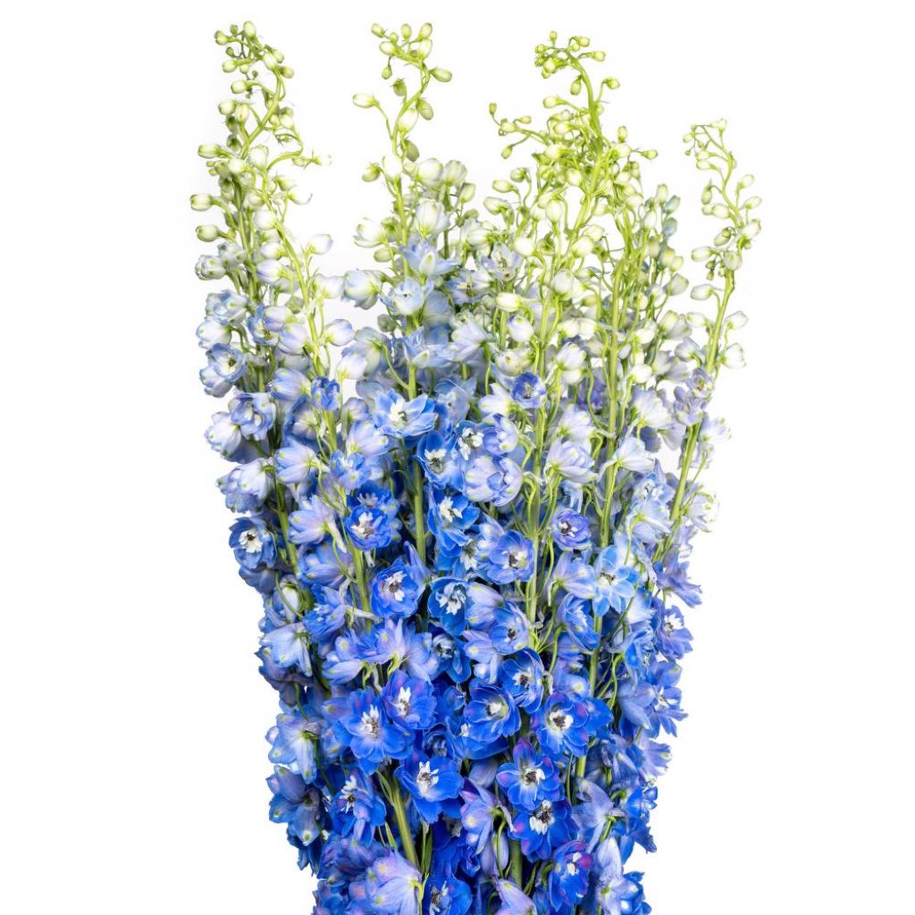 Delphinium ( More Colors)