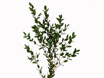 Eucalyptus –  North Star Blooms, Roseville MN