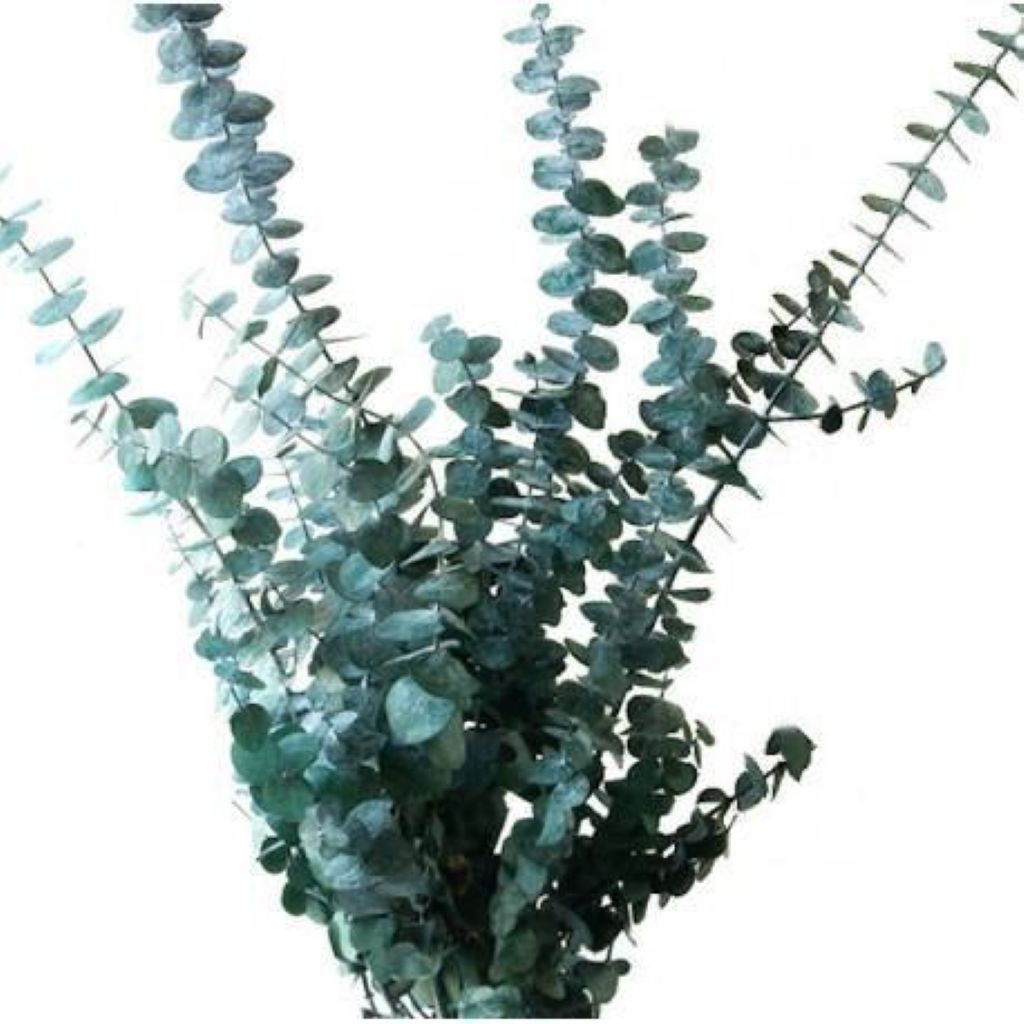 Eucalyptus –  North Star Blooms, Roseville MN