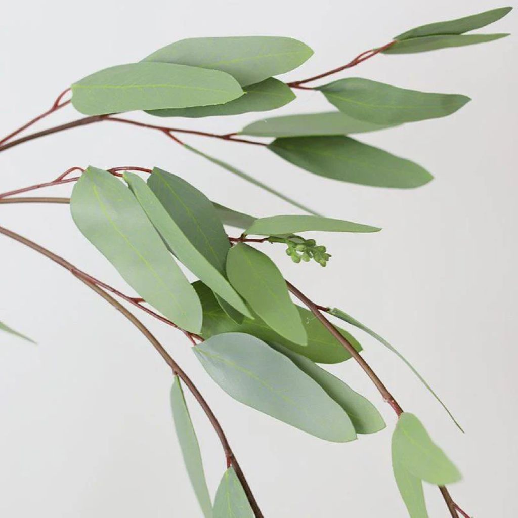 Eucalyptus
