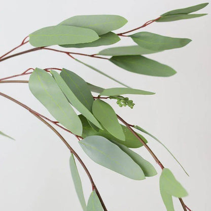 Eucalyptus