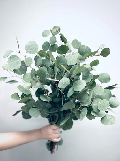 Eucalyptus