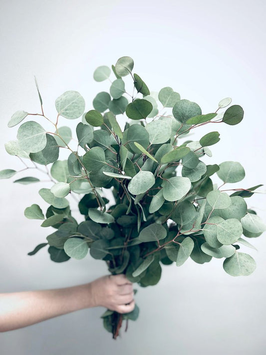 Eucalyptus