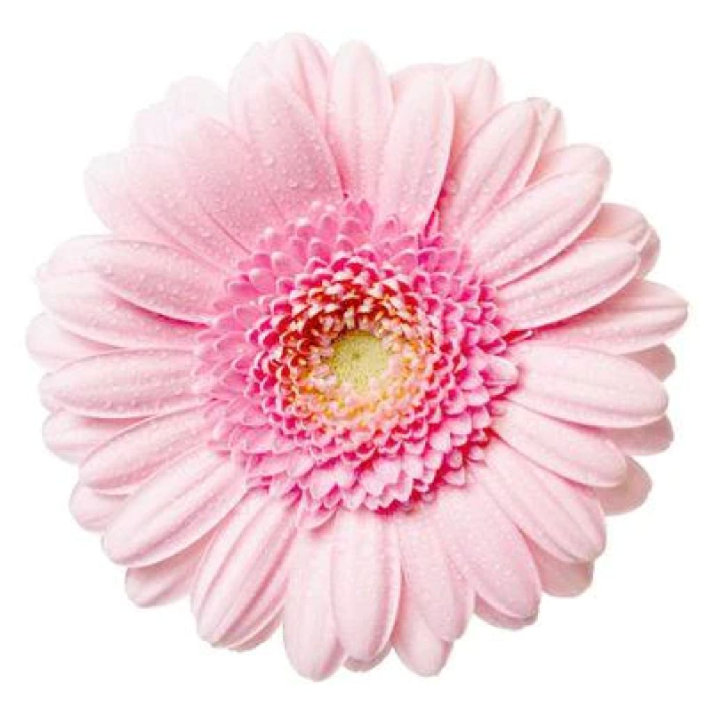 Gerbera  Mini  ( More Colors )