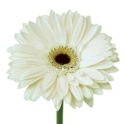 Gerbera  Mini  ( More Colors )