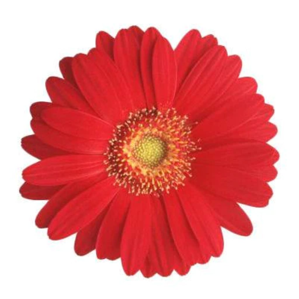 Gerbera  Mini  ( More Colors )
