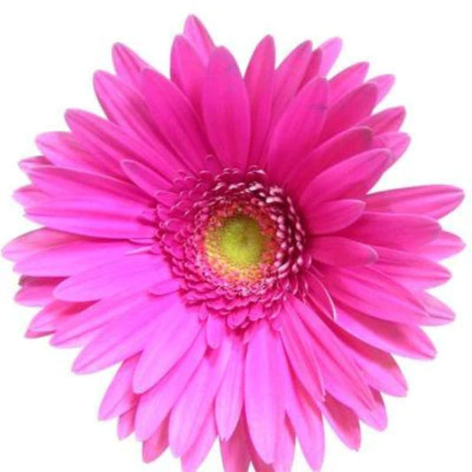 Gerbera  Mini  ( More Colors )
