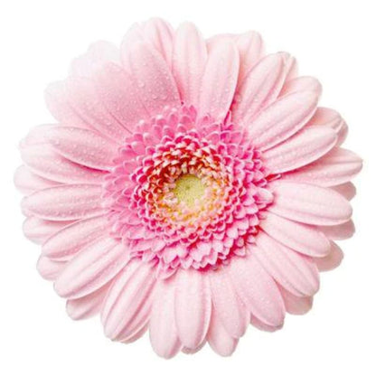 Gerbera Large  ( More Colors)