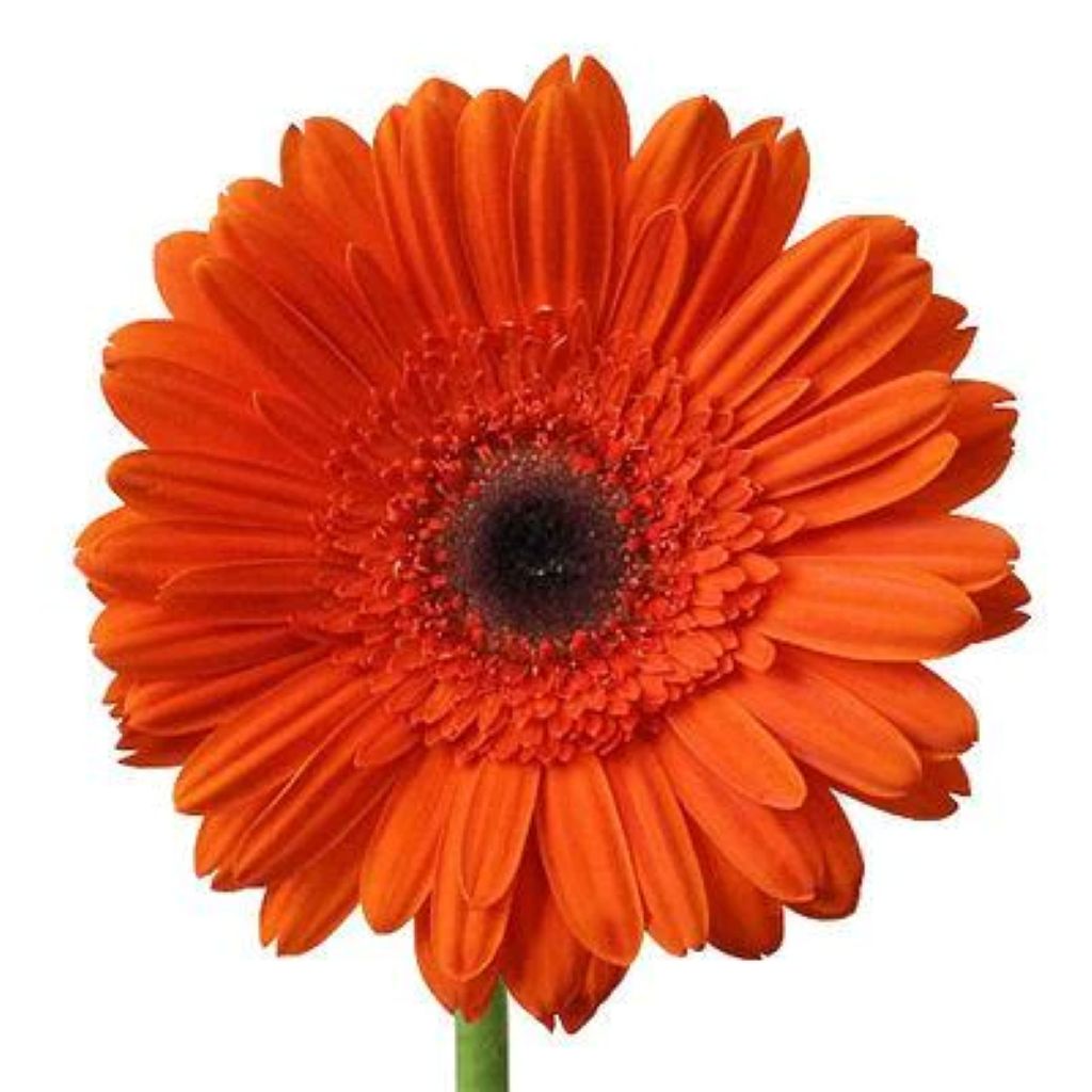Gerbera Large  ( More Colors)