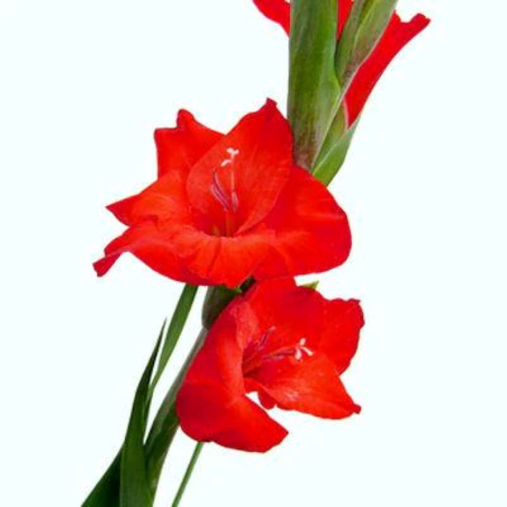 Gladiolus  ( More Colors)