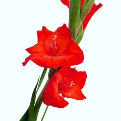 Gladiolus  ( More Colors)