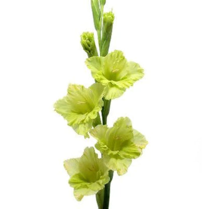 Gladiolus  ( More Colors)