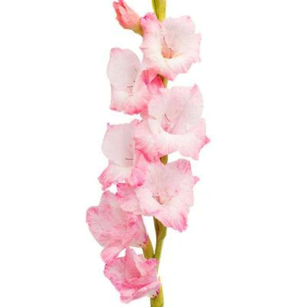 Gladiolus  ( More Colors)