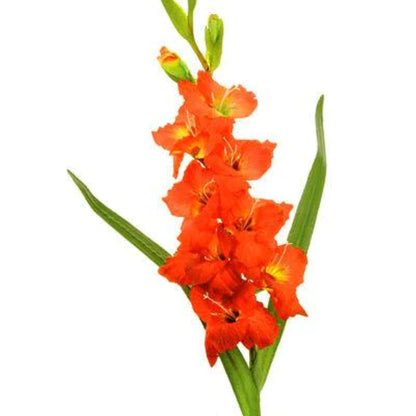 Gladiolus  ( More Colors)