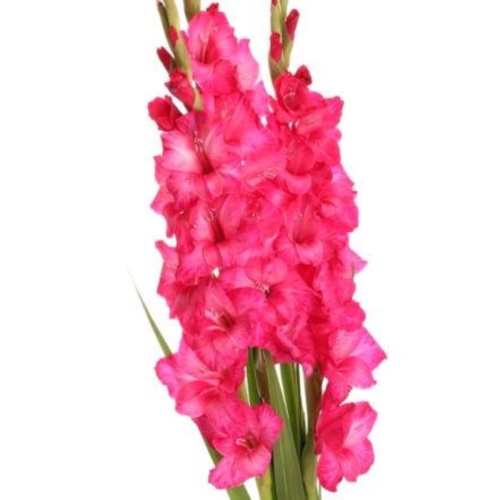 Gladiolus  ( More Colors)