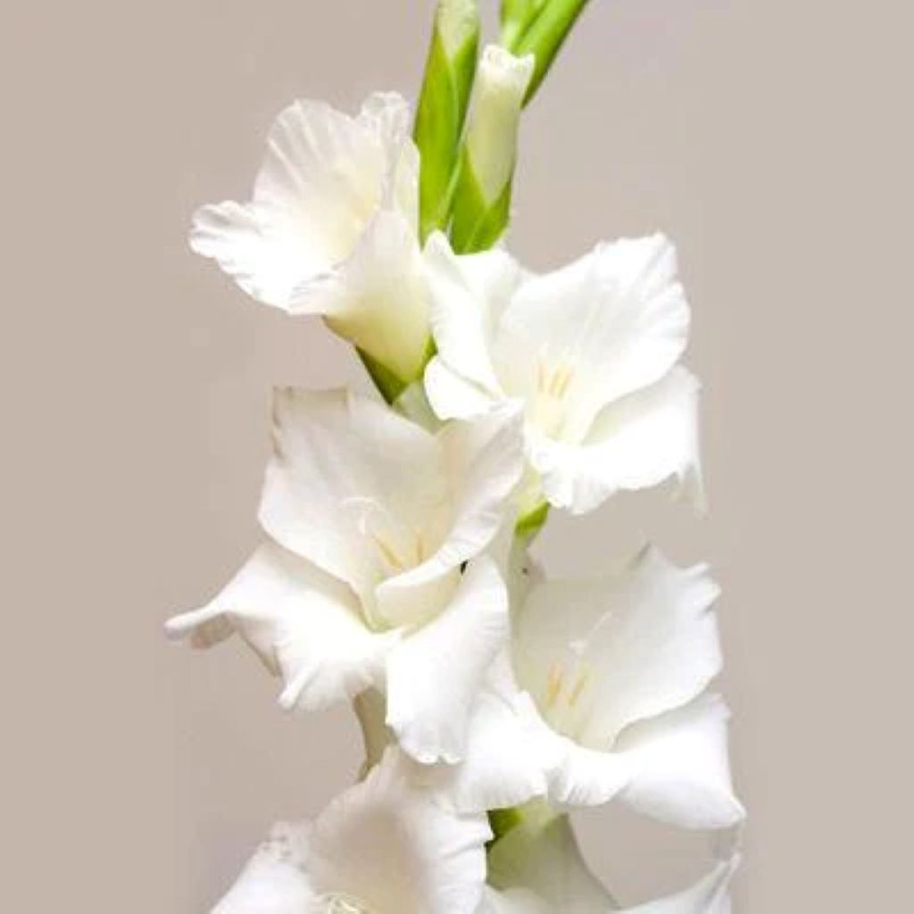 Gladiolus  ( More Colors)