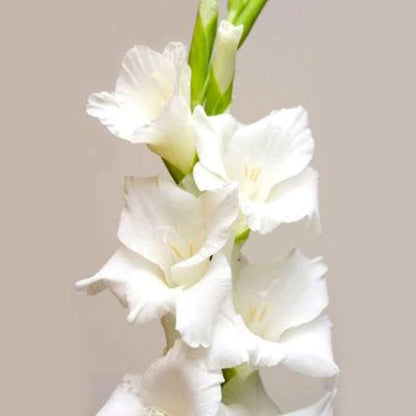Gladiolus  ( More Colors)