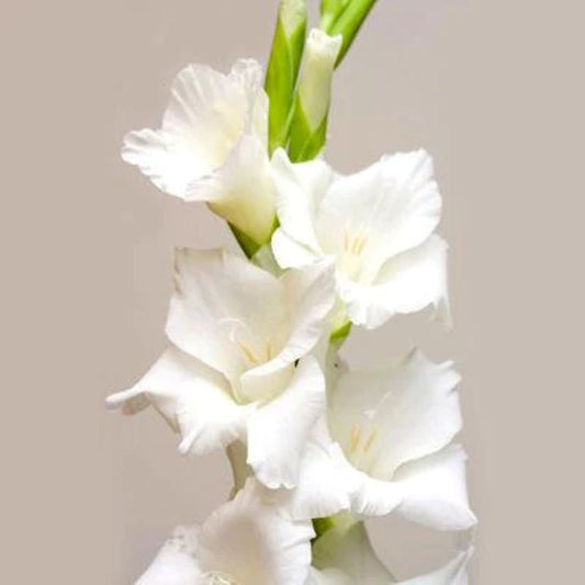 Gladiolus  ( More Colors)