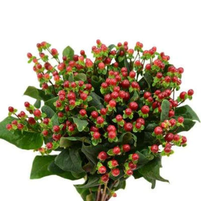 Hypericum Berries  ( More Colors )