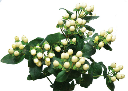 Hypericum Berries  ( More Colors )