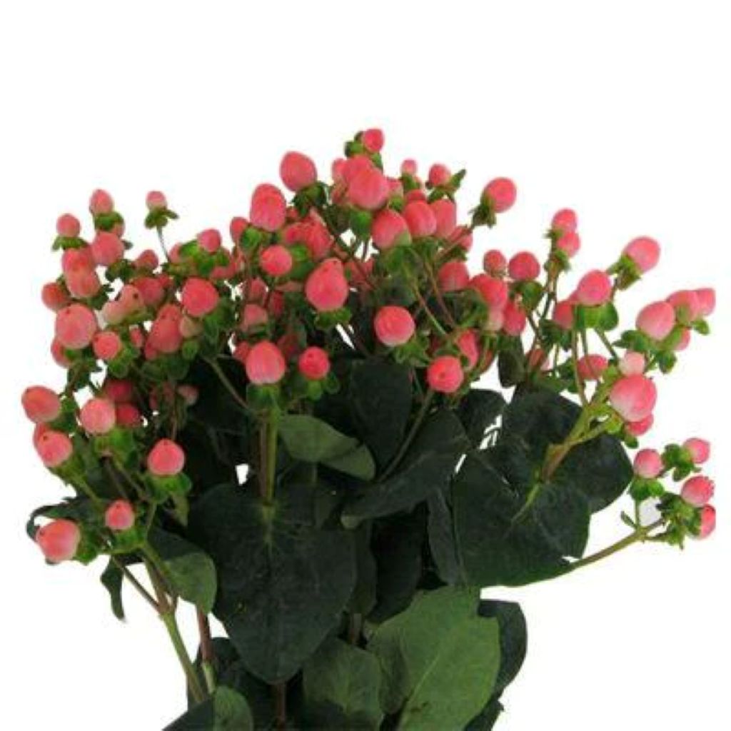 Hypericum Berries  ( More Colors )