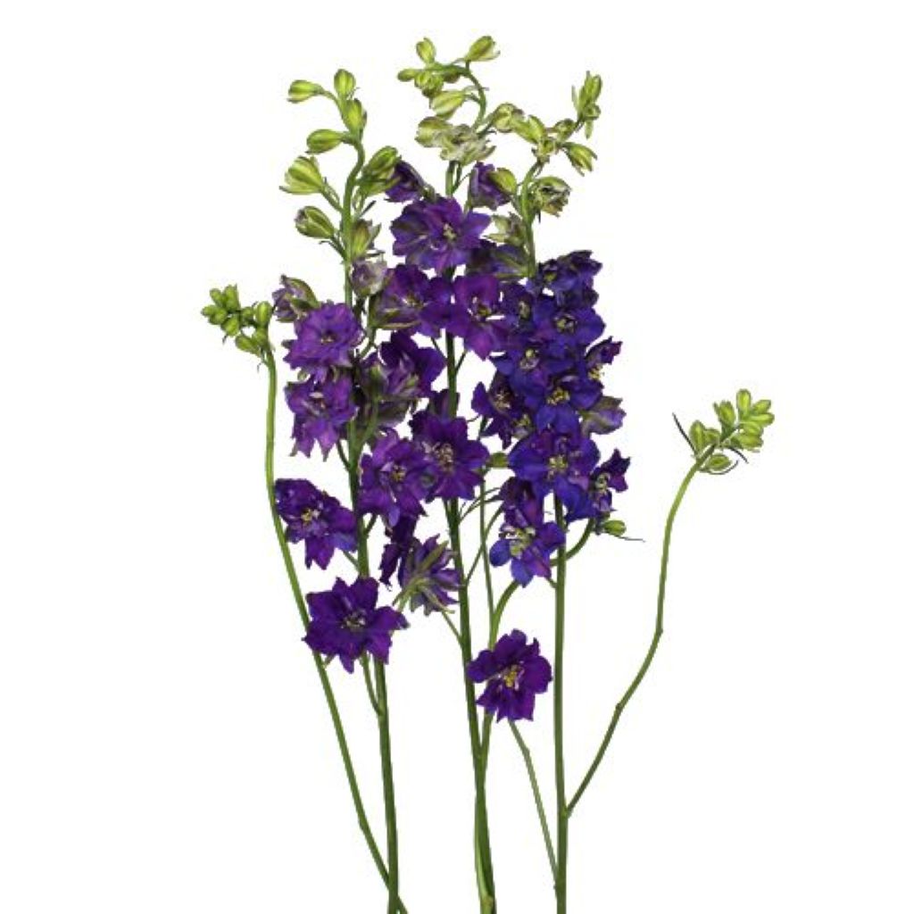 Larkspur ( More Colors )