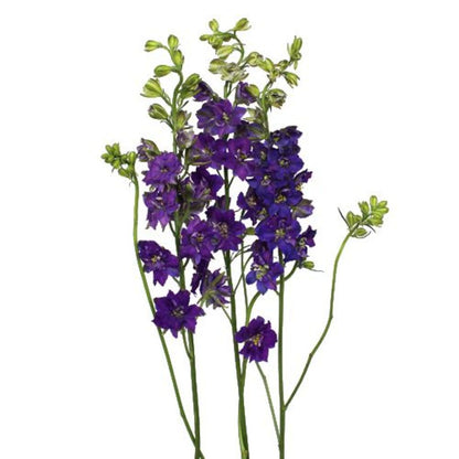 Larkspur ( More Colors )