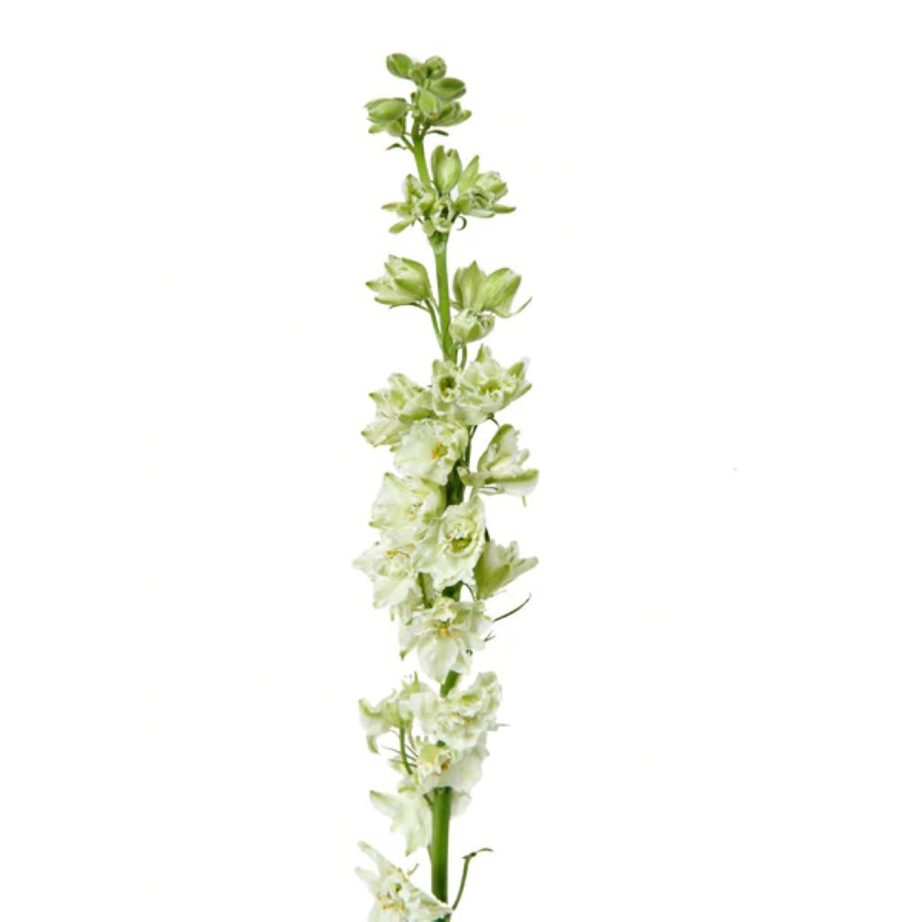 Larkspur ( More Colors )