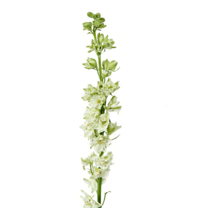 Larkspur ( More Colors )