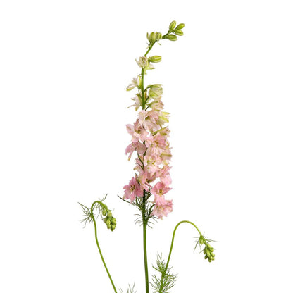 Larkspur ( More Colors )