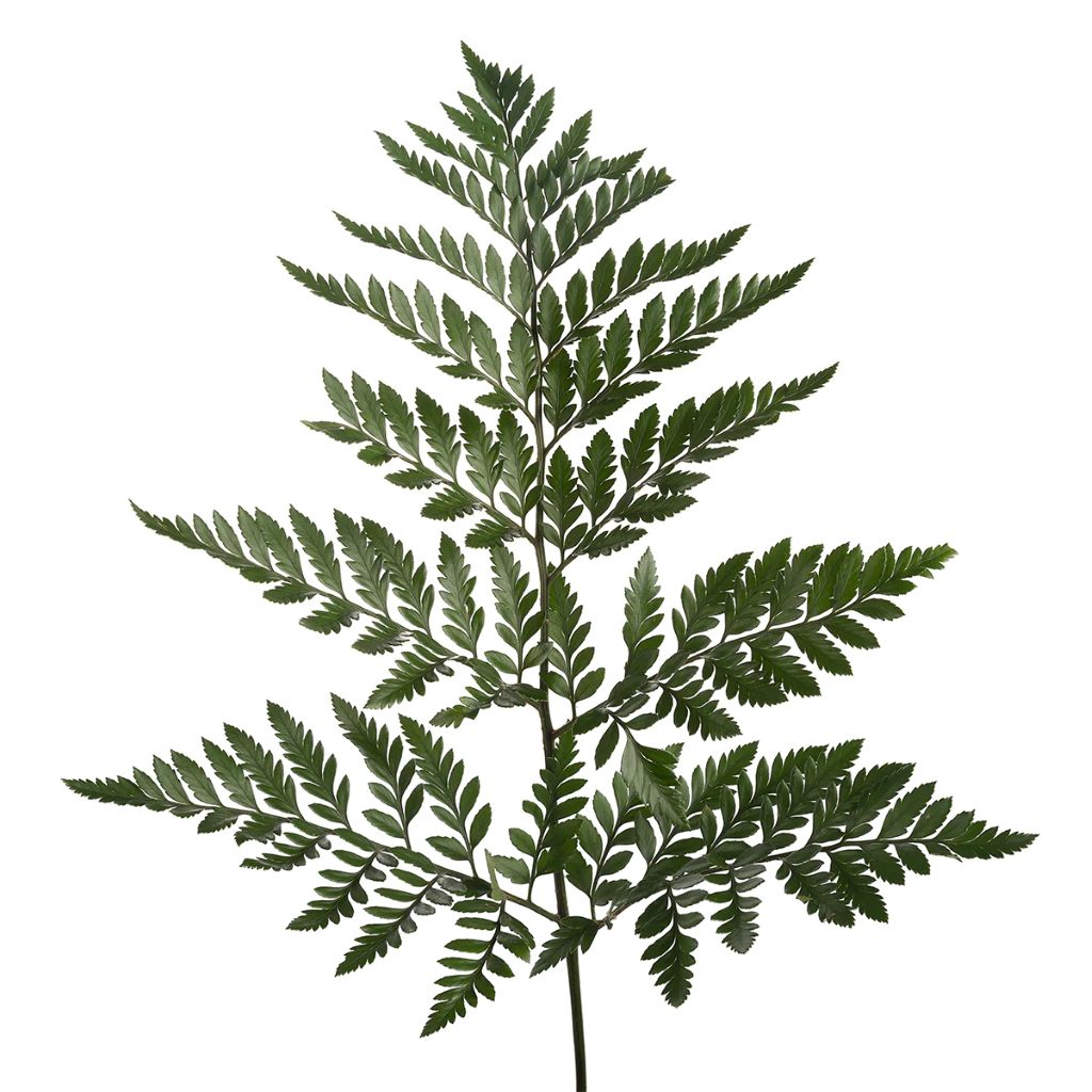Leather leaf