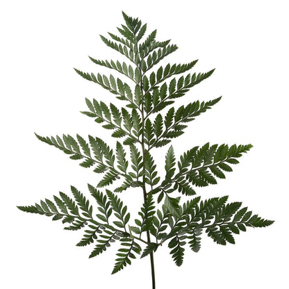 Leather leaf  –  North Star Blooms, Roseville MN