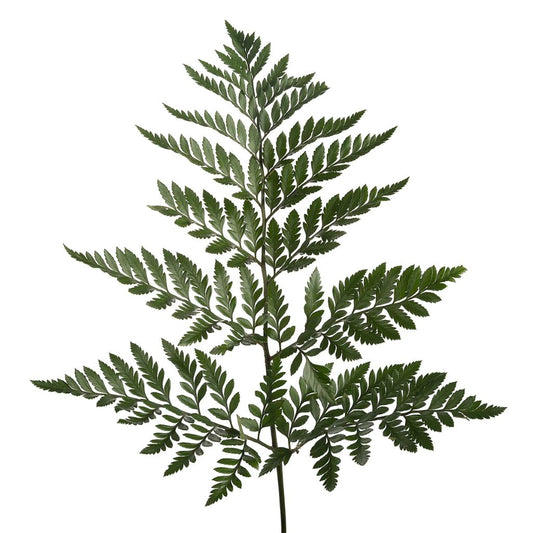 Leather leaf