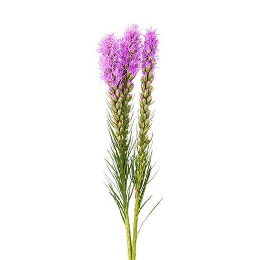 Liatris Purple