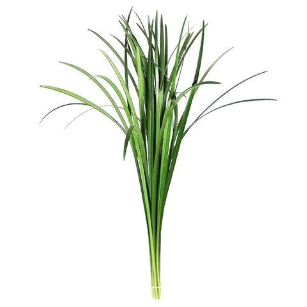 Lily Grass