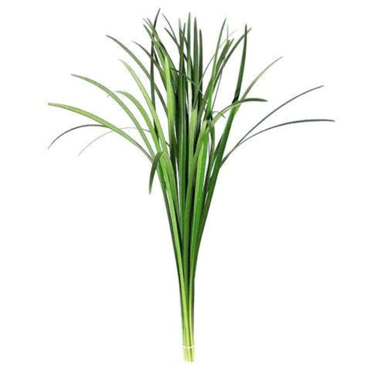 Lily Grass