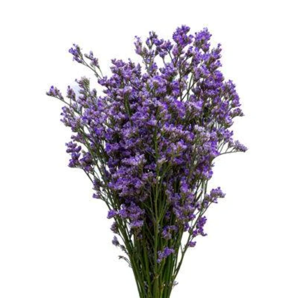 Limonium  ( More Colors)