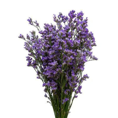 Limonium  ( More Colors)
