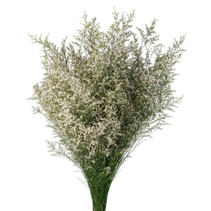 Limonium  ( More Colors)