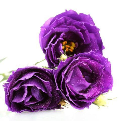 Lisianthus  ( More Colors)