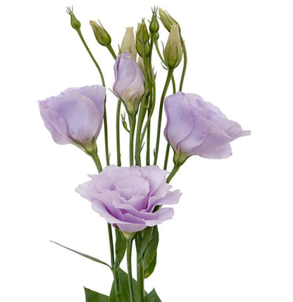Lisianthus  ( More Colors)
