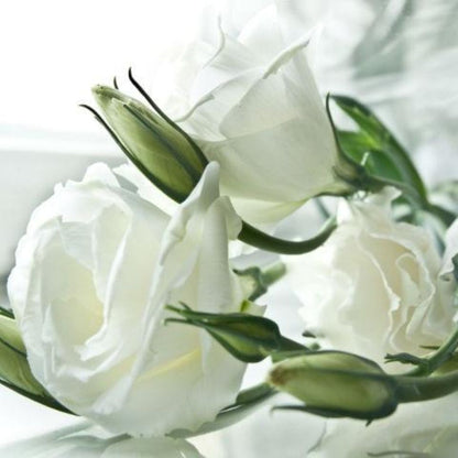 Lisianthus  ( More Colors)