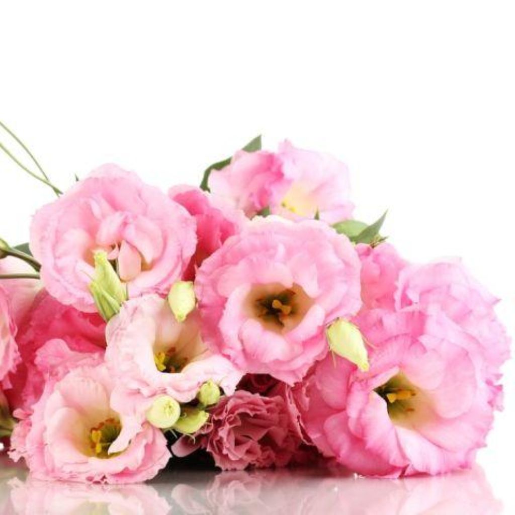 Lisianthus  ( More Colors)