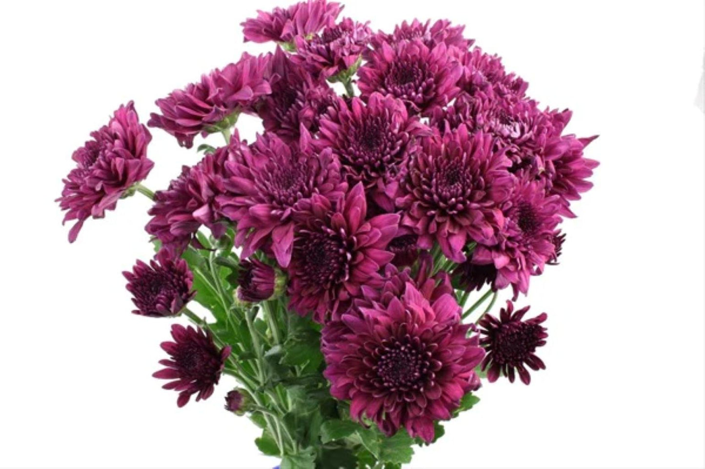 Chrysanthemum Flat Cushion