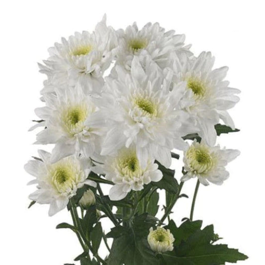 Chrysanthemum Flat Cushion –  North Star Blooms, Roseville MN
