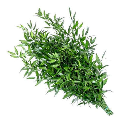 Ruscus (More Choses)