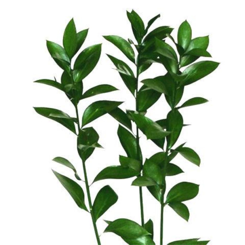 Ruscus (More Choses)