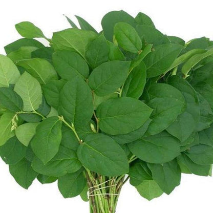 Salal –  North Star Blooms, Roseville MN