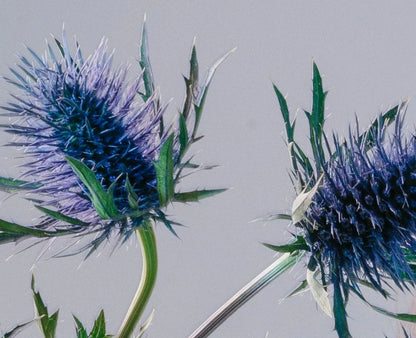 Thistle Blue –  North Star Blooms, Roseville MN